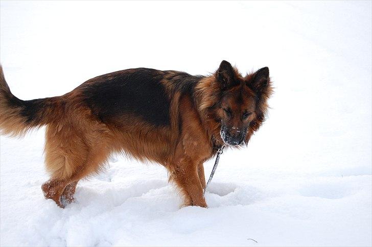Schæferhund Wildmarken's Viper billede 1