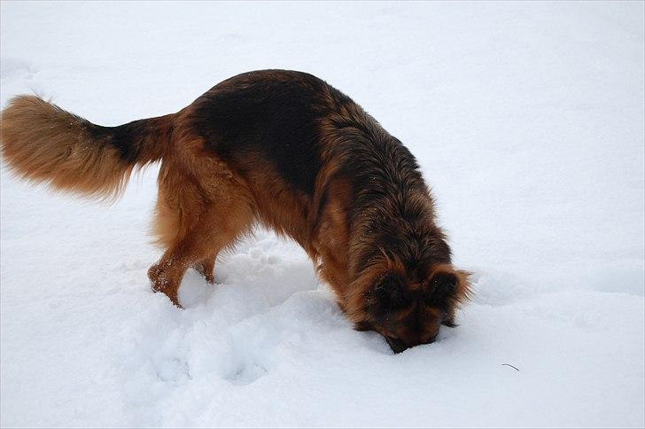 Schæferhund Wildmarken's Viper billede 2