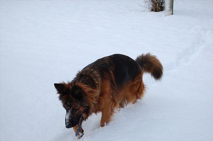 Schæferhund Wildmarken's Viper billede 3