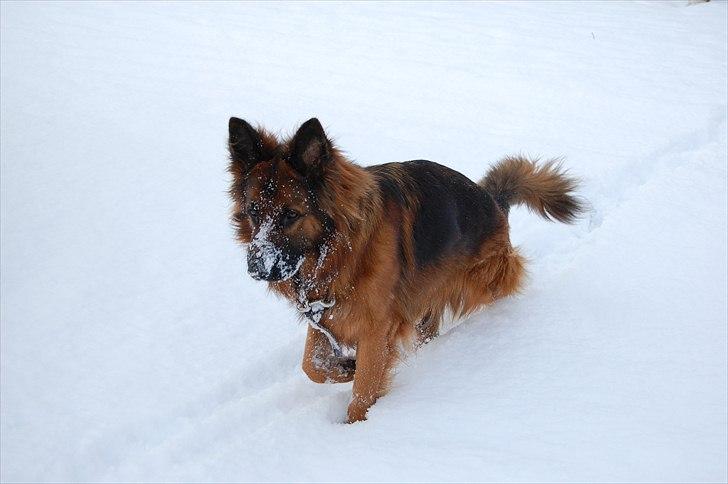 Schæferhund Wildmarken's Viper billede 4