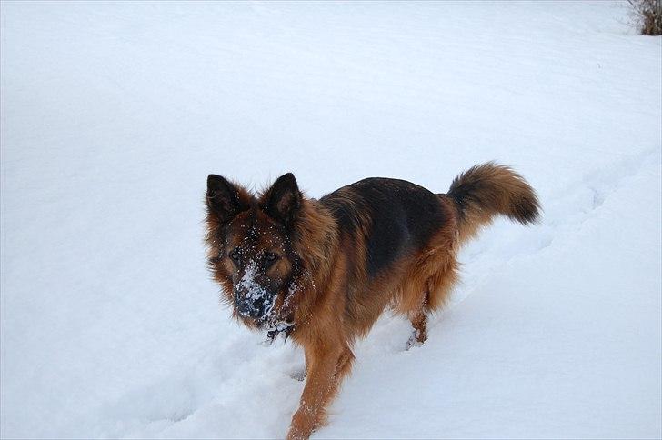 Schæferhund Wildmarken's Viper billede 5
