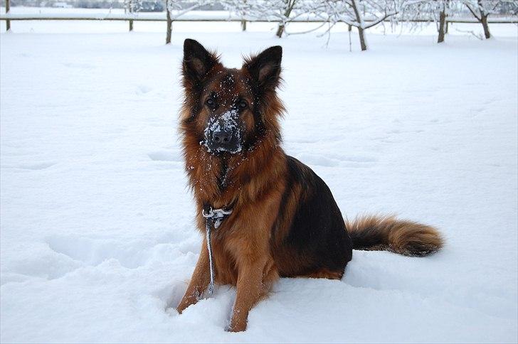 Schæferhund Wildmarken's Viper billede 6