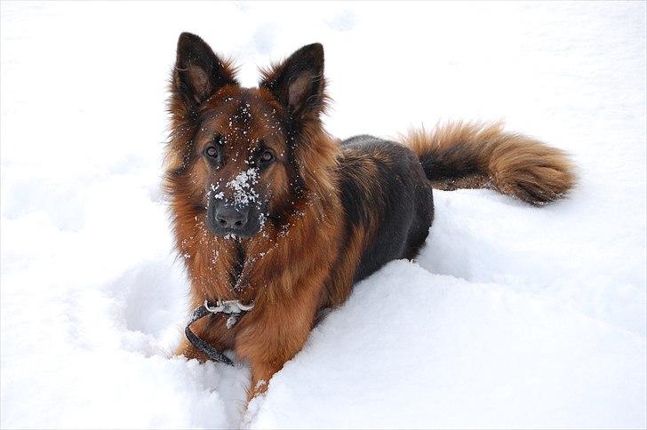 Schæferhund Wildmarken's Viper billede 7