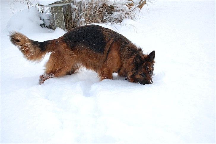 Schæferhund Wildmarken's Viper billede 8