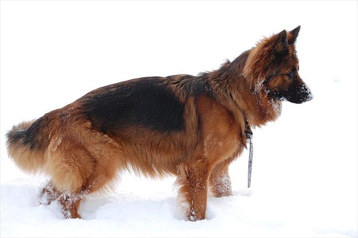 Schæferhund Wildmarken's Viper billede 9