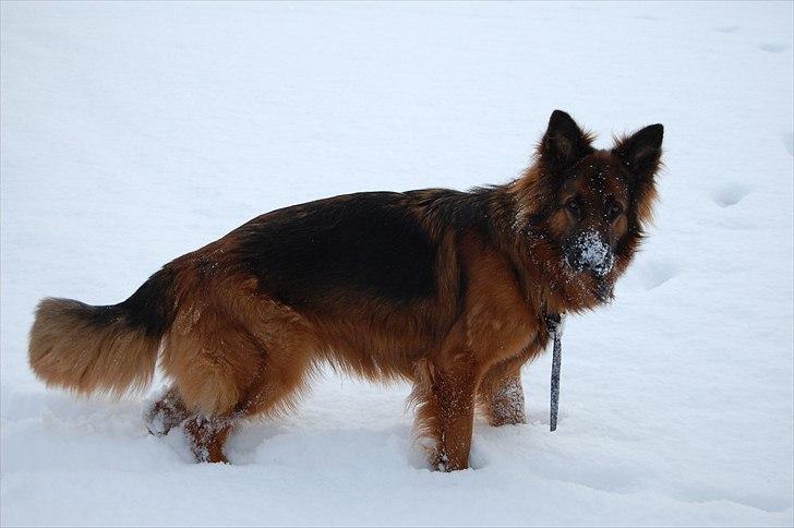 Schæferhund Wildmarken's Viper billede 10