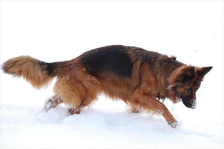 Schæferhund Wildmarken's Viper billede 11