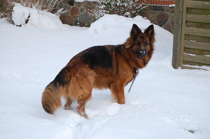 Schæferhund Wildmarken's Viper billede 12