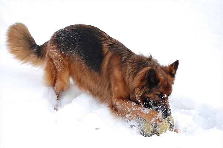 Schæferhund Wildmarken's Viper billede 13