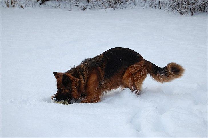 Schæferhund Wildmarken's Viper billede 14