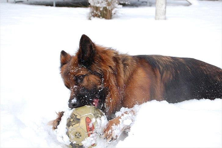 Schæferhund Wildmarken's Viper billede 15