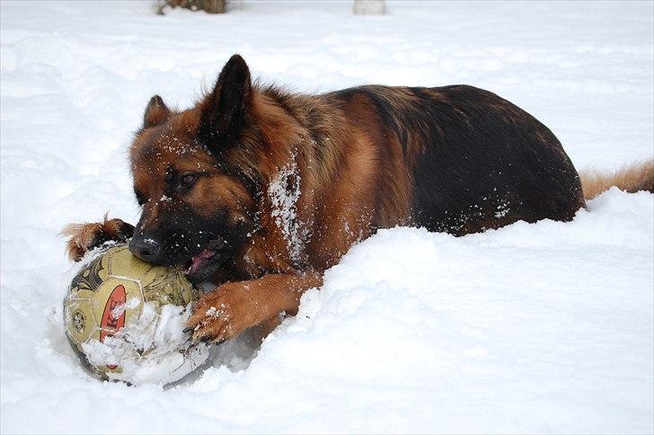 Schæferhund Wildmarken's Viper billede 16