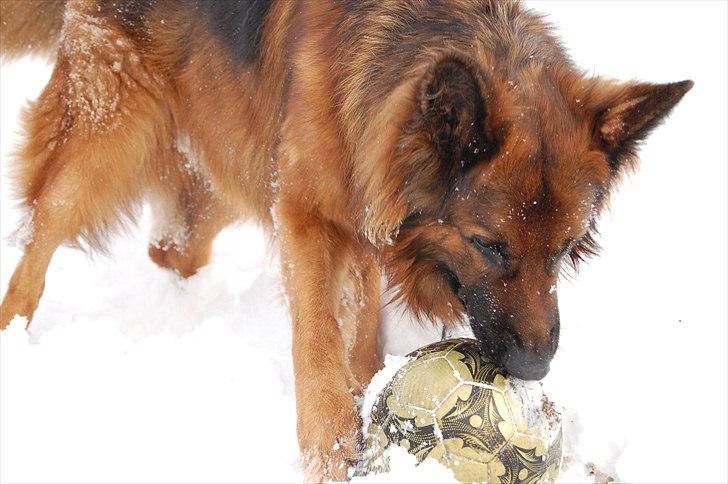 Schæferhund Wildmarken's Viper billede 18