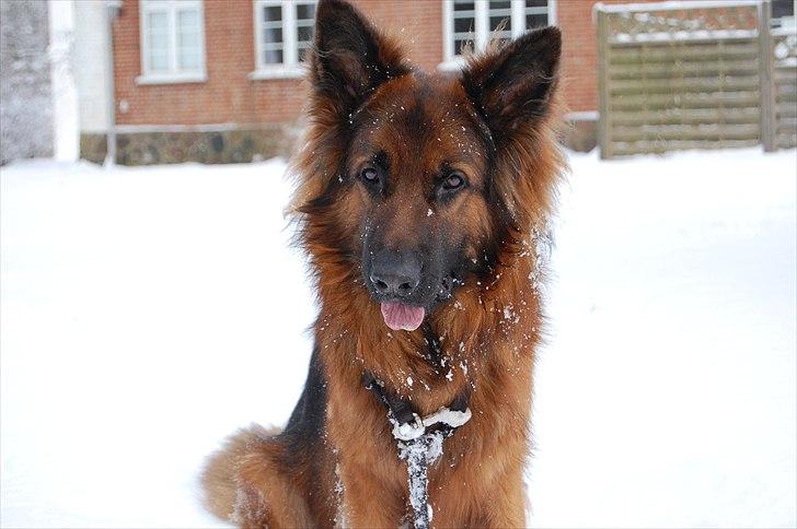 Schæferhund Wildmarken's Viper billede 19
