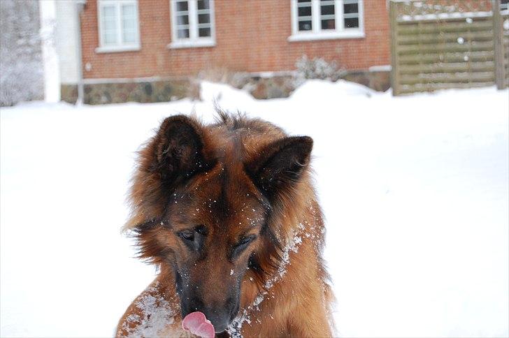 Schæferhund Wildmarken's Viper billede 20
