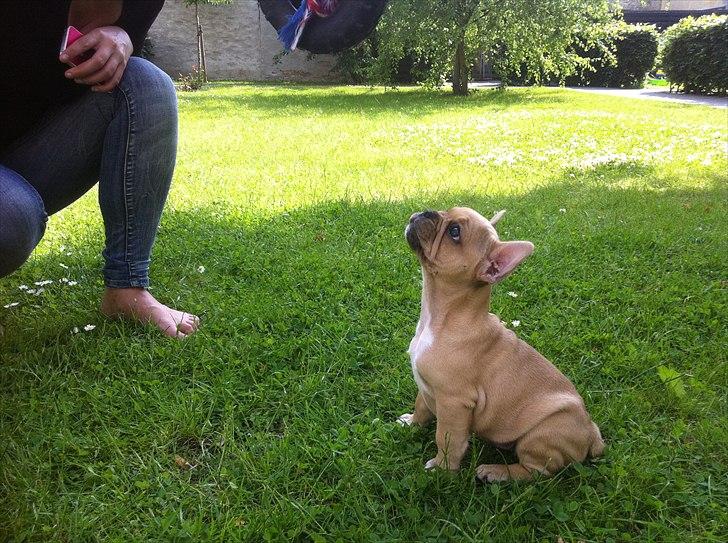 Fransk bulldog Albert billede 7