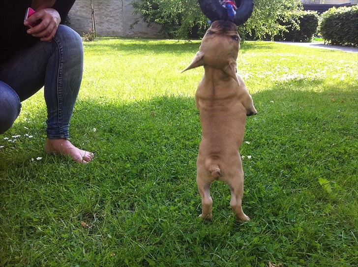 Fransk bulldog Albert billede 8