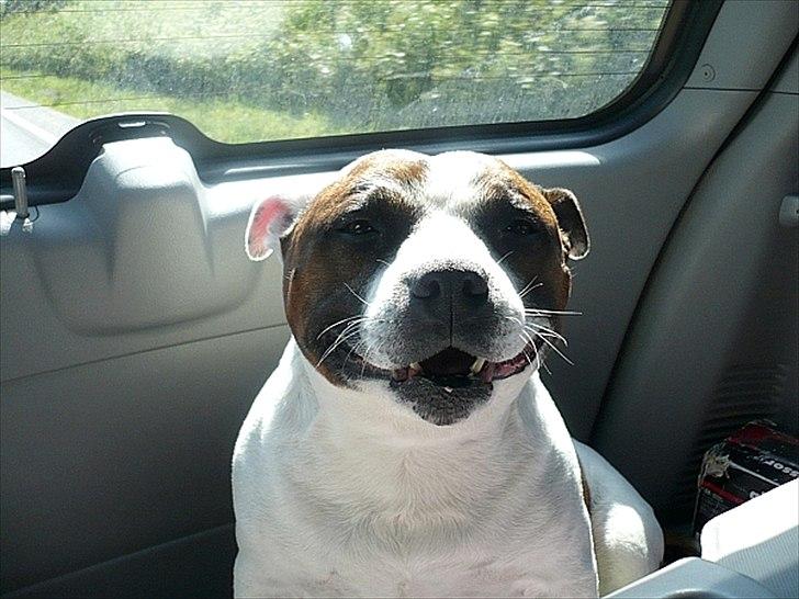 Staffordshire bull terrier ] Bryce billede 2