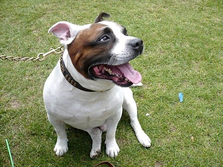 Staffordshire bull terrier ] Bryce billede 1