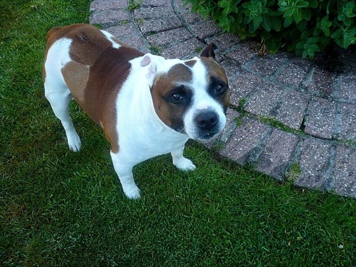 Staffordshire bull terrier ] Bryce billede 3