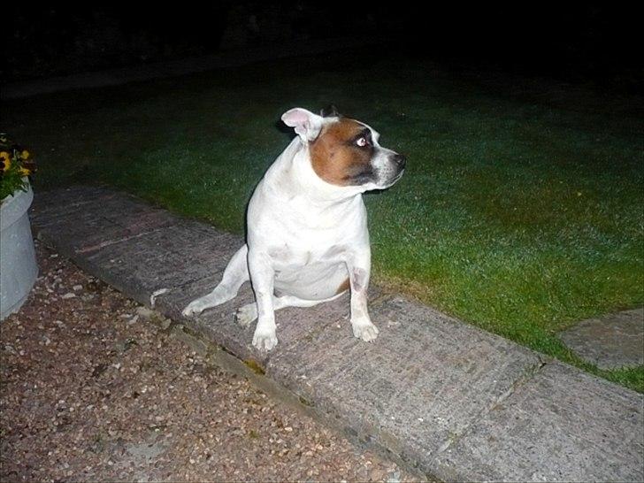 Staffordshire bull terrier ] Bryce billede 4