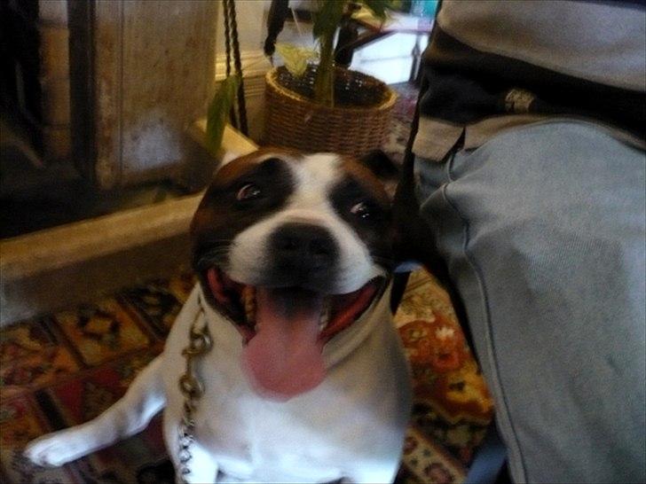 Staffordshire bull terrier ] Bryce billede 5