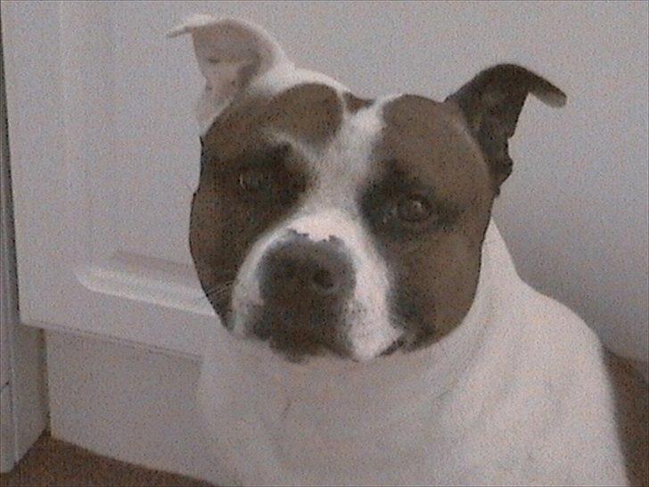 Staffordshire bull terrier ] Bryce billede 6