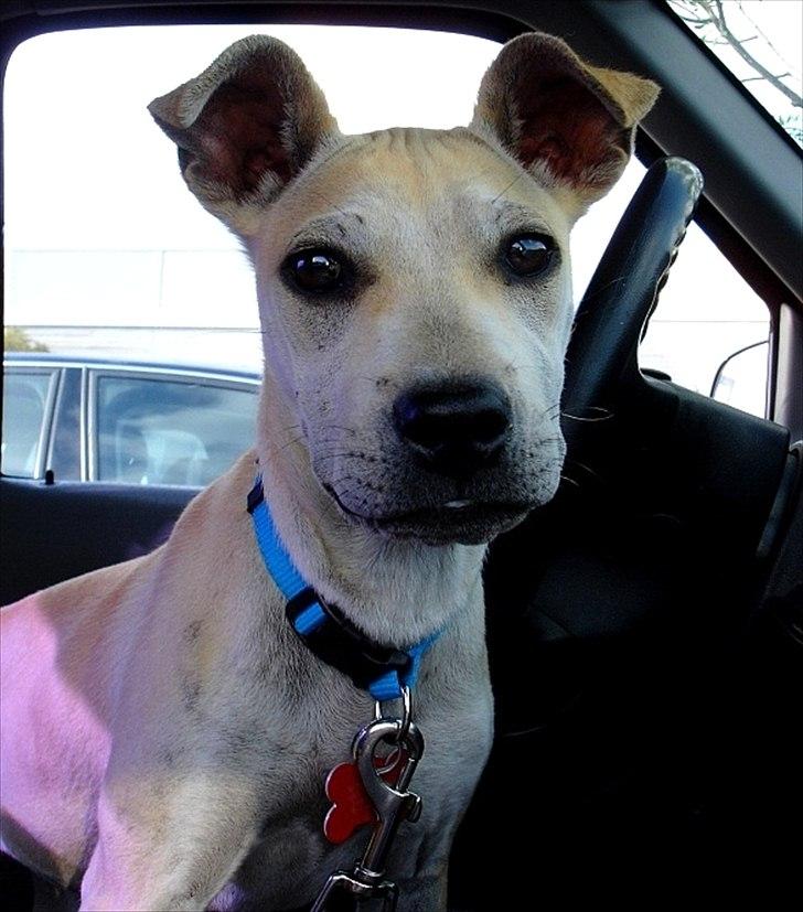 Blanding af racer > Labashar Pei ] Globella billede 1