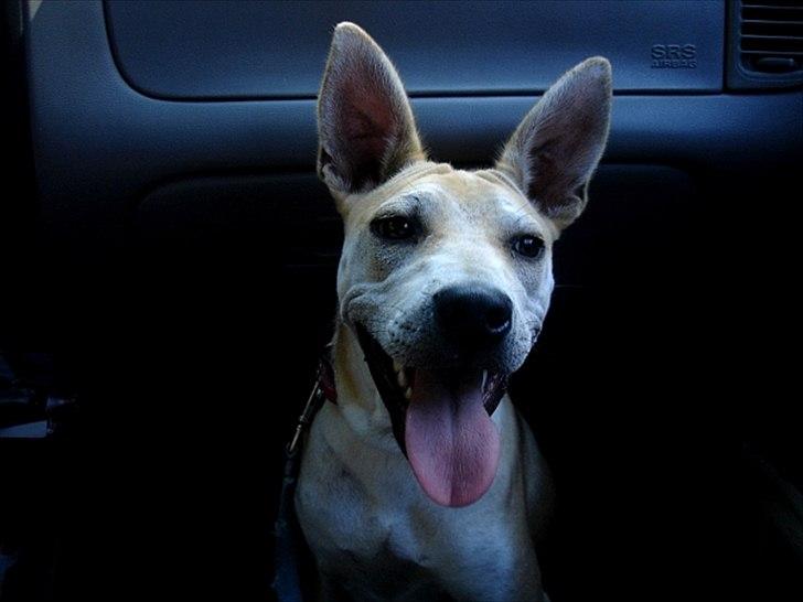 Blanding af racer > Labashar Pei ] Globella billede 2