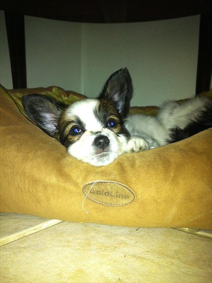 Papillon Kato billede 1