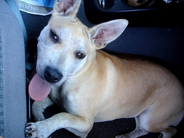 Blanding af racer > Labashar Pei ] Globella billede 3