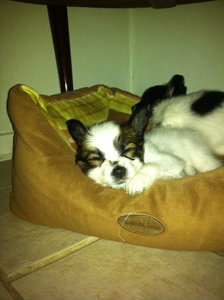 Papillon Kato billede 2