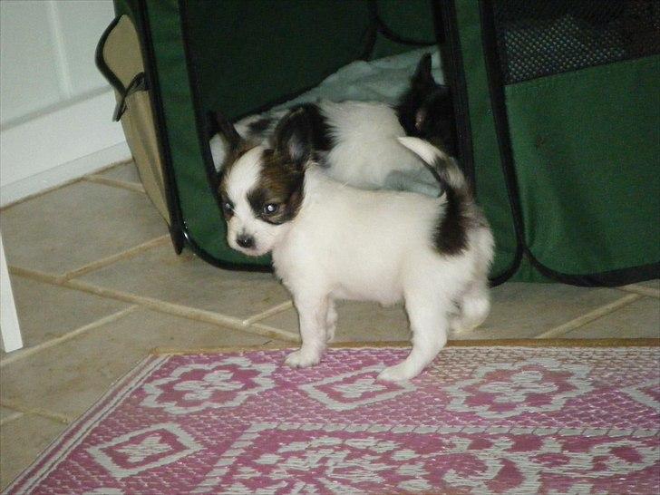 Papillon Kato billede 3