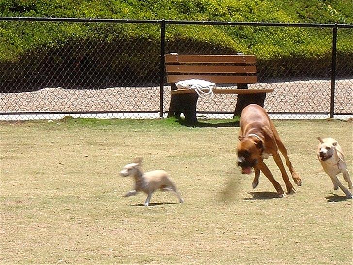 Blanding af racer > Labashar Pei ] Globella - Styrter rundt med sine to Amerikanske venner. billede 5