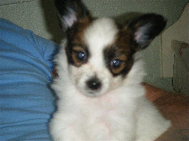 Papillon Kato billede 4