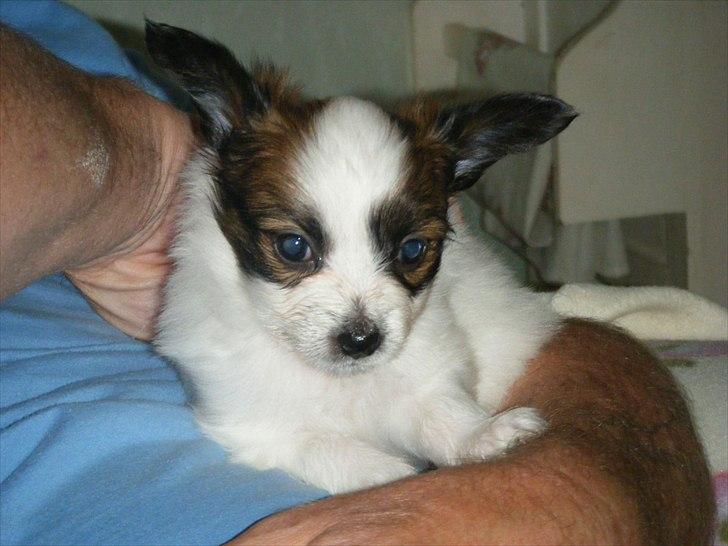 Papillon Kato billede 5