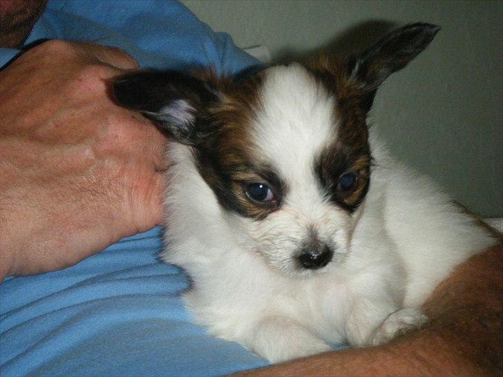 Papillon Kato billede 6