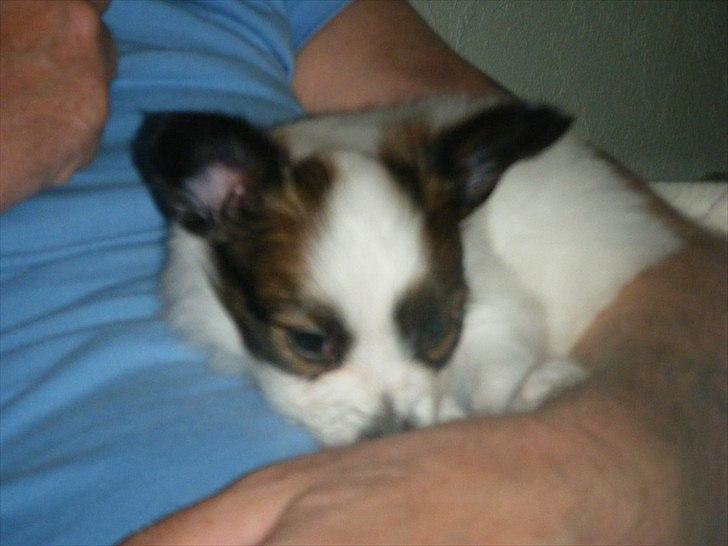 Papillon Kato billede 7