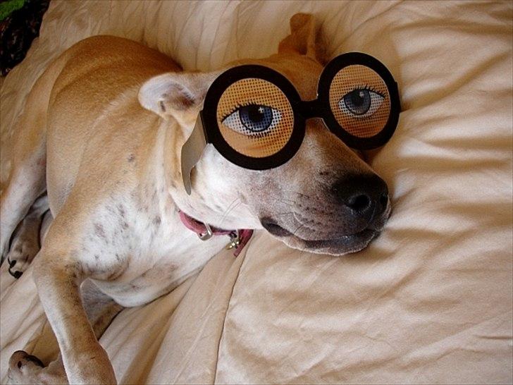 Blanding af racer > Labashar Pei ] Globella billede 6