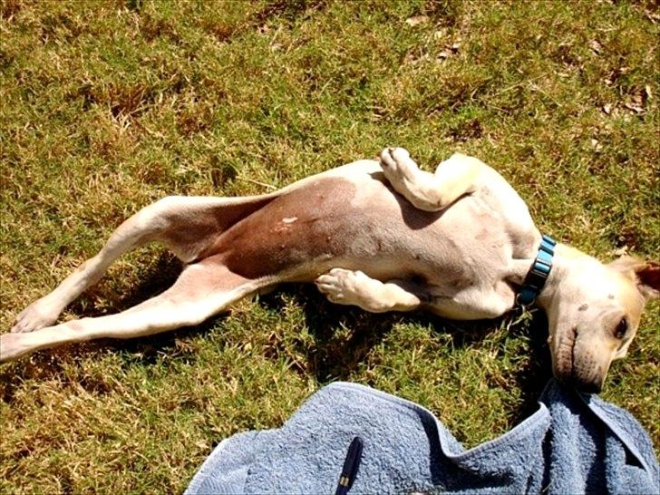 Blanding af racer > Labashar Pei ] Globella billede 7