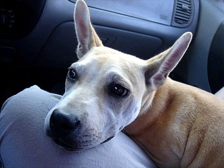 Blanding af racer > Labashar Pei ] Globella billede 4