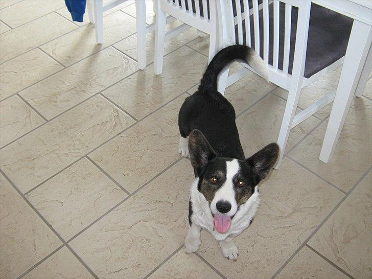 Welsh corgi cardigan Nanna billede 1