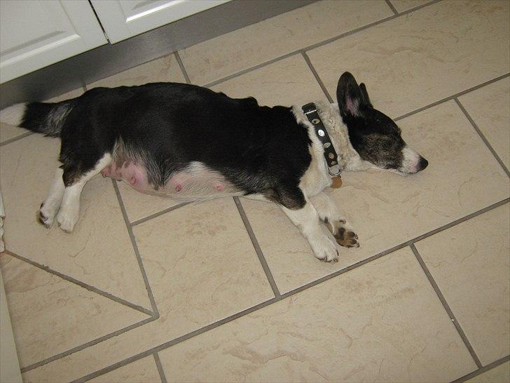 Welsh corgi cardigan Nanna billede 2