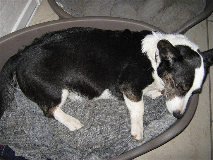 Welsh corgi cardigan Nanna billede 3