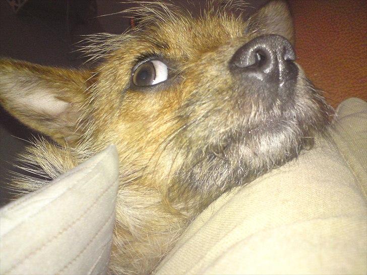 Blanding af racer Freja <3 billede 16