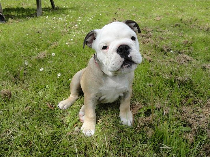 Engelsk bulldog Nala billede 10