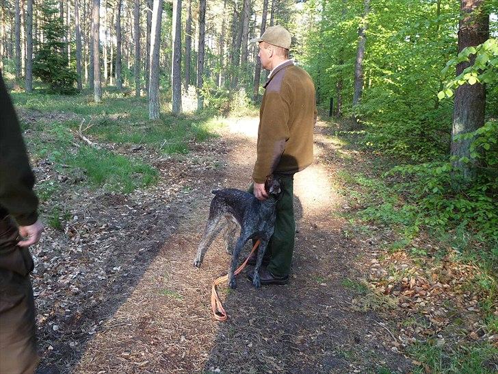 Korthåret hønsehund Amin billede 3