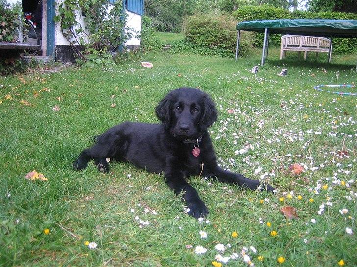 Flat coated retriever Lea - lidt hvalpebilleder :-) billede 9