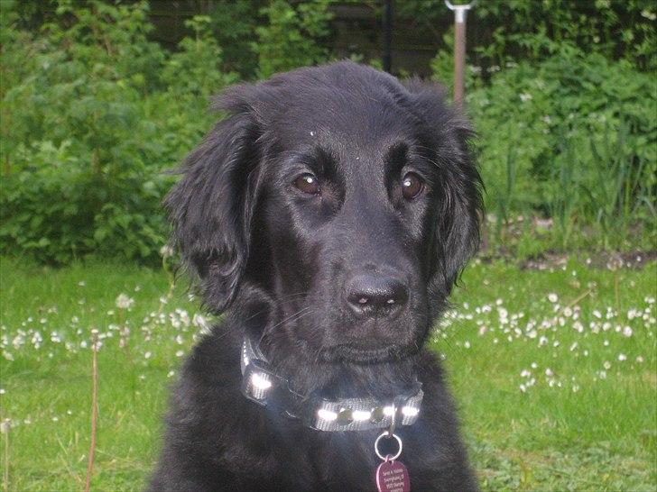 Flat coated retriever Lea billede 10