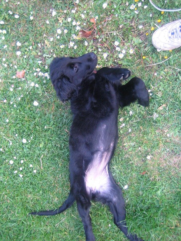 Flat coated retriever Lea billede 11